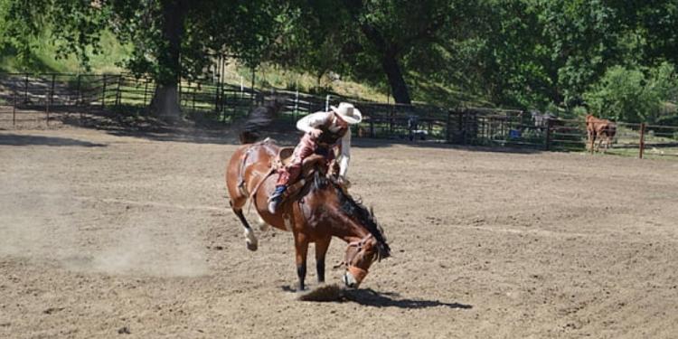 Famous Brazilian Rodeos and Riders