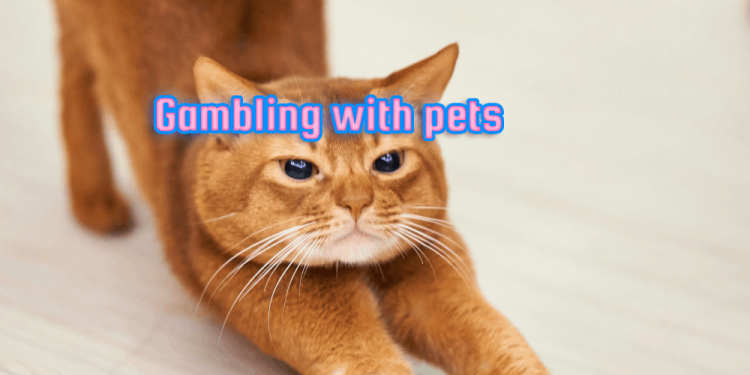 Gambling With Pets – Bet With A Cat – The Animals That Gamble