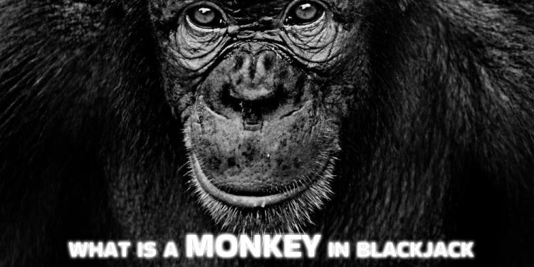 What Is A Monkey In Blackjack? – It Is Definitely Not An Insult!