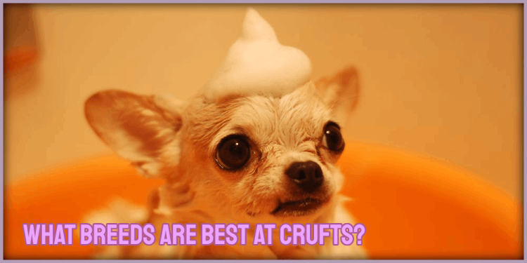 What Breeds Are Best At Crufts – Bet On The Goodest Of Boys