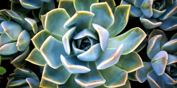 Roulette For Plants – Can Houseplants Predict The Wheel?