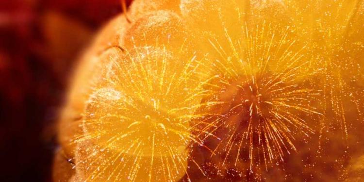 Golden Raspberry Awards 2026 Odds – Bet On The Worst Picture