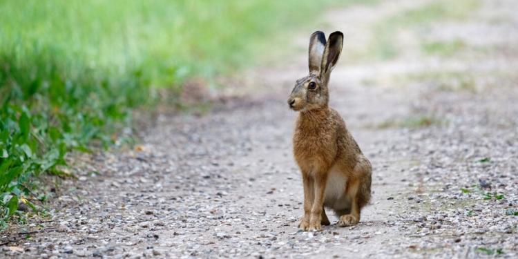 A Concise Guide To The Illegal Betting On Hare Coursing