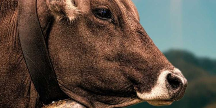 Cow Race Grand Prix Betting Guide – Viola To Defend Her Title!