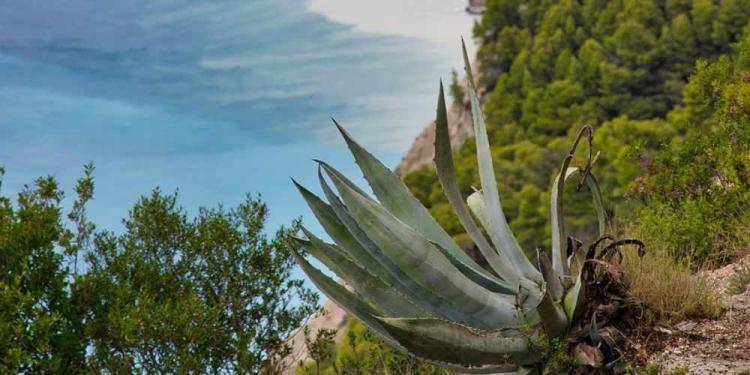 Survivor 50 Betting Guide – MrBeast, Billie Eilish, and Jimmy Fallon