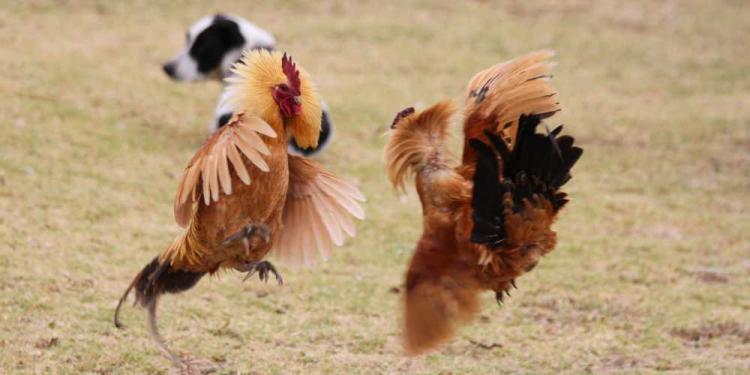 Athletes Involved In Illegal Cockfighting: Why Is This Still A Thing?