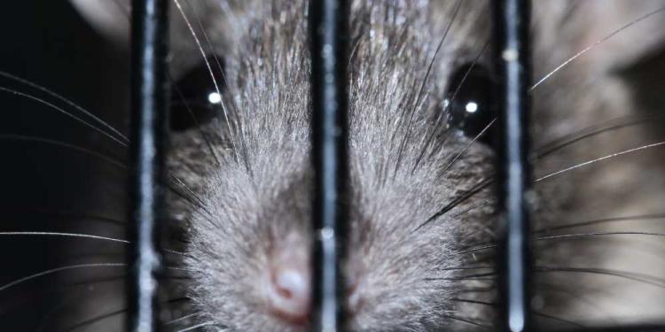 Can the Hantavirus Affect Gambling? – It’s Not Bad To Prepare