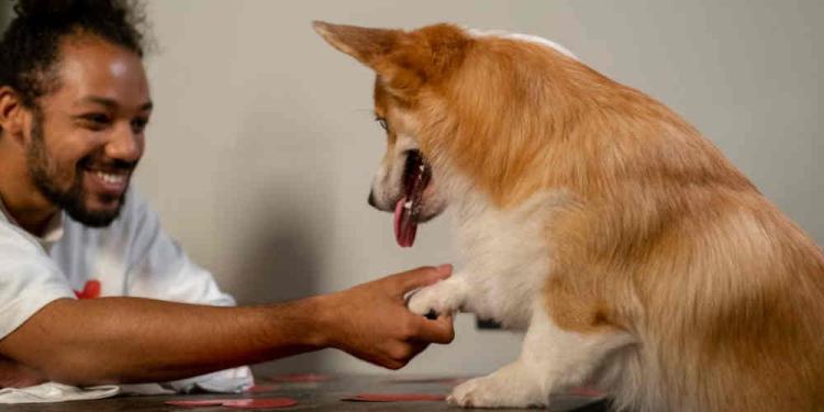 Can a Dog Beat a Casino through Pure Luck or Skill?