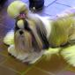 Your Complete Guide To The Westminster Dog Show 2024
